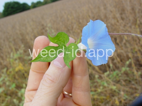 morningglory, ivyleaf